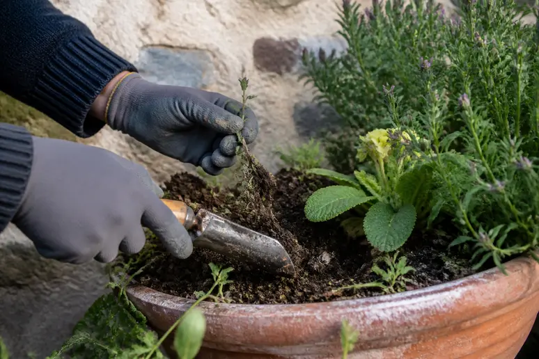 Mains gantées protégeant les plantes lors du désherbage avec du bicarbonate de soude.