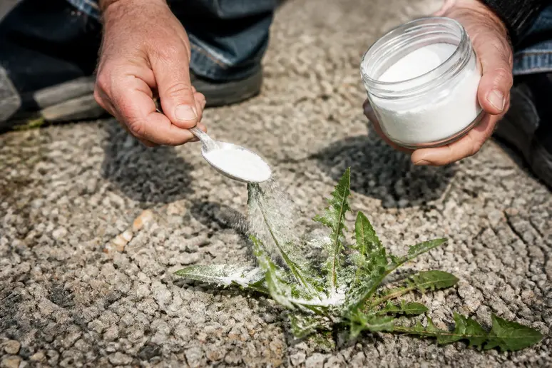 Saupoudrage direct de bicarbonate de soude sur des herbes indésirables dans une allée de graviers
