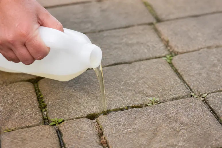 Application minutieuse d'une solution de bicarbonate de soude dans les joints d'une terrasse en pavés
