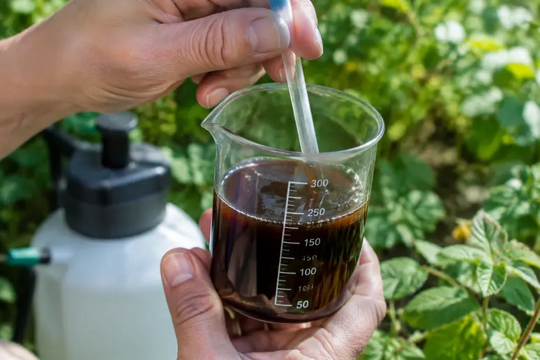 Mesure précise de savon noir liquide dans un verre doseur pour traiter les rosiers