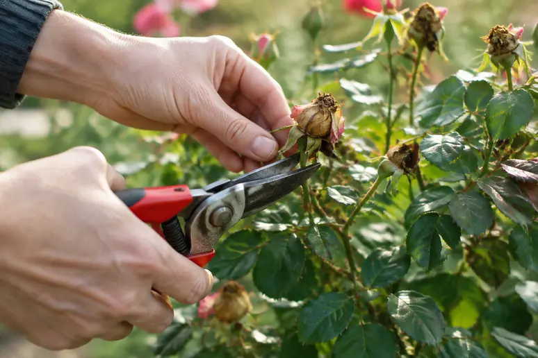 Taille au sécateur des boutons floraux brûlés sur un rosier après un mauvais traitement