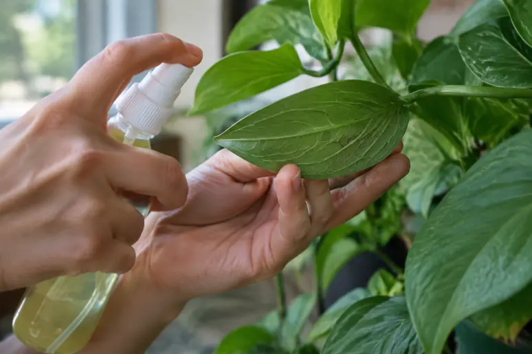 Pulvérisation du traitement anti-pucerons sous le revers des feuilles d'une plante verte